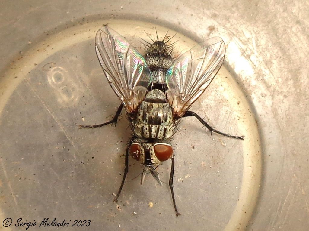 Tachinidae da ID